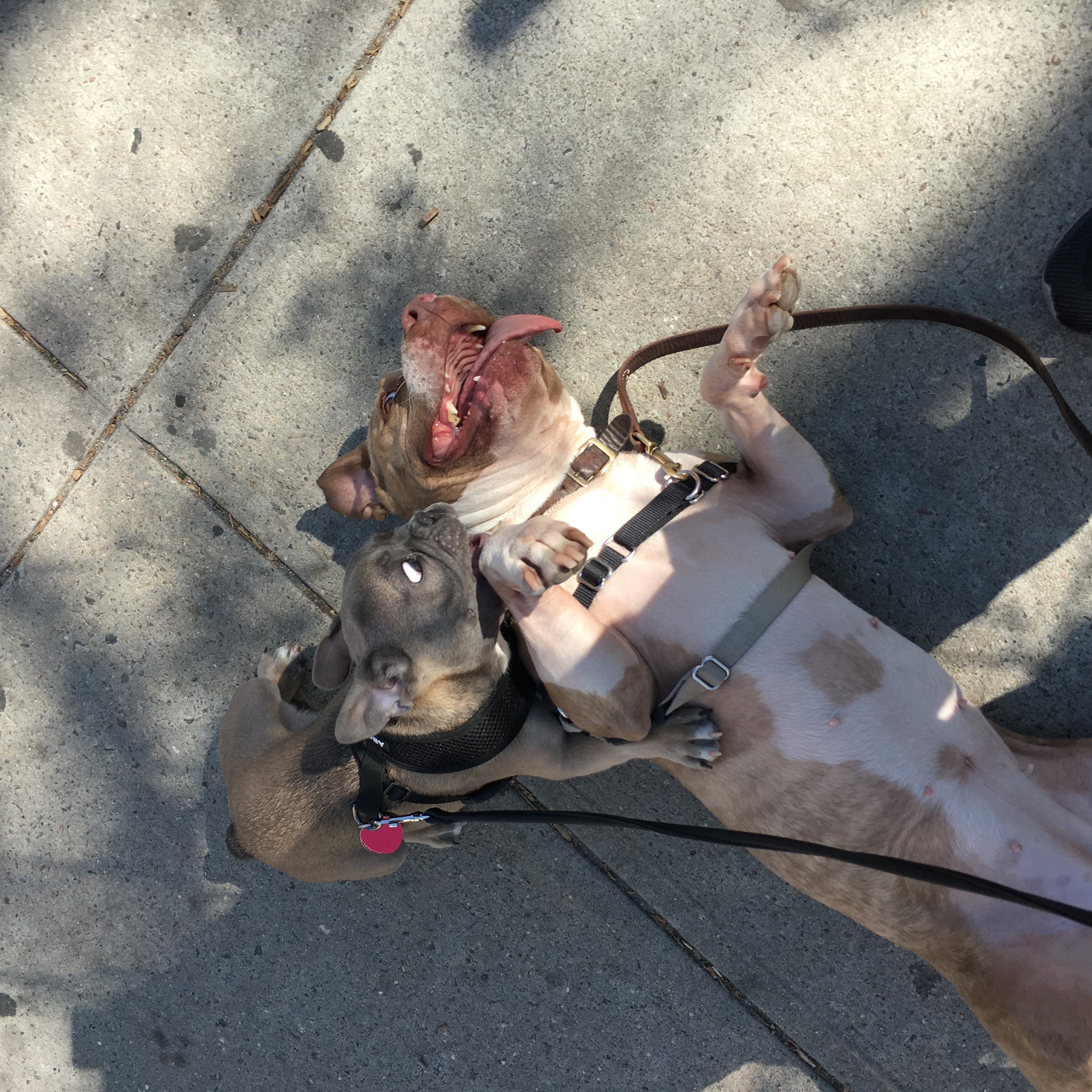Dog training — personalized approach