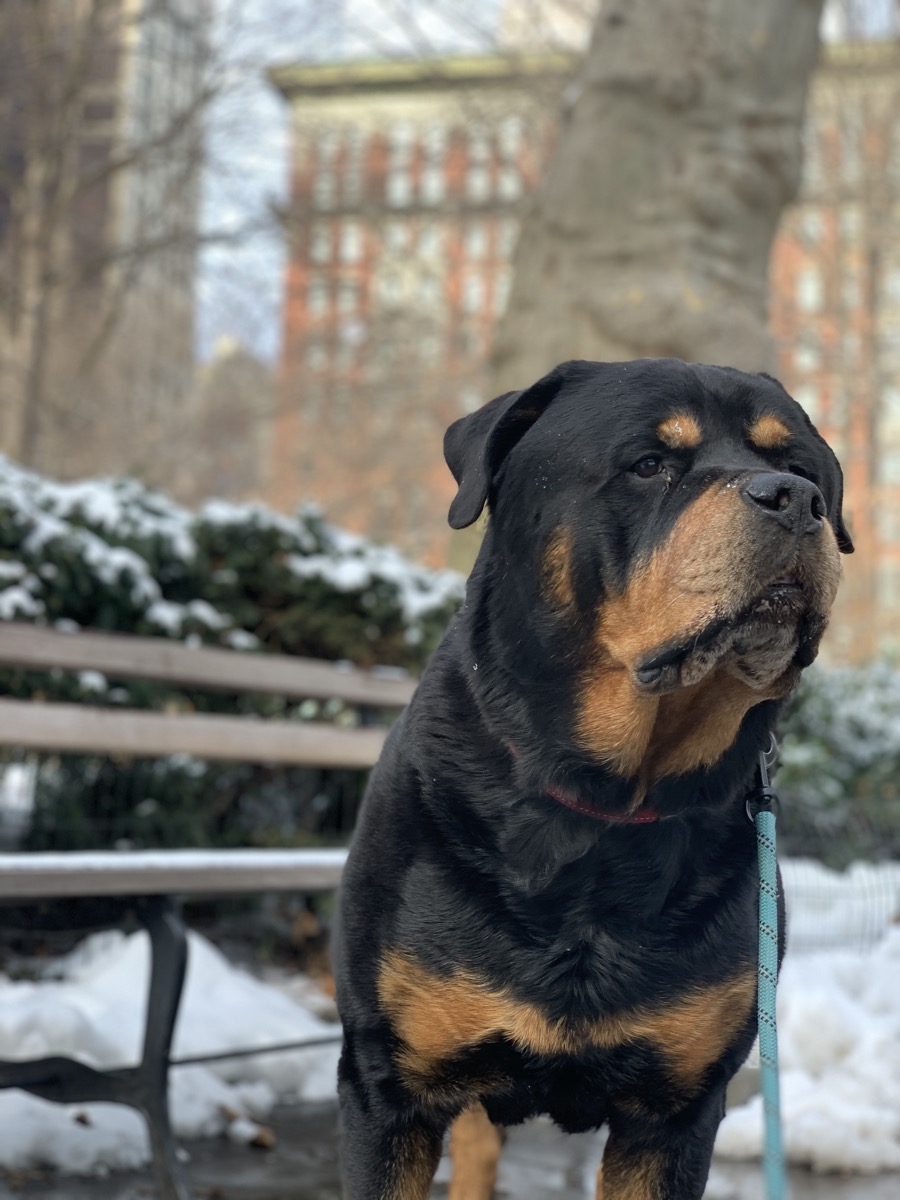 Rottweiler in snowy Portland park