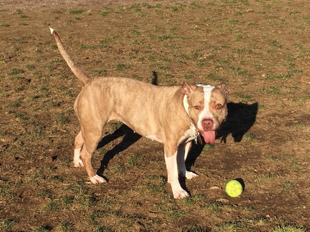 dog playing at the park