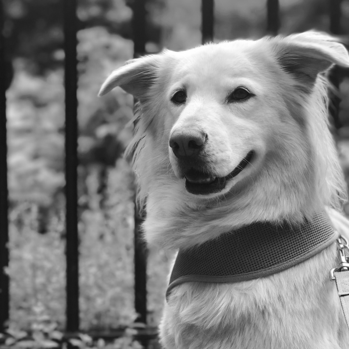 Fluffy white dog smiling beside an iron fence, black and white photo