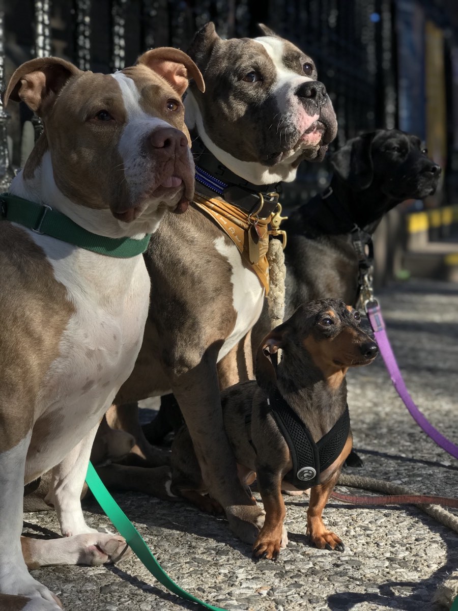 Four dogs sitting together in a sunny yard