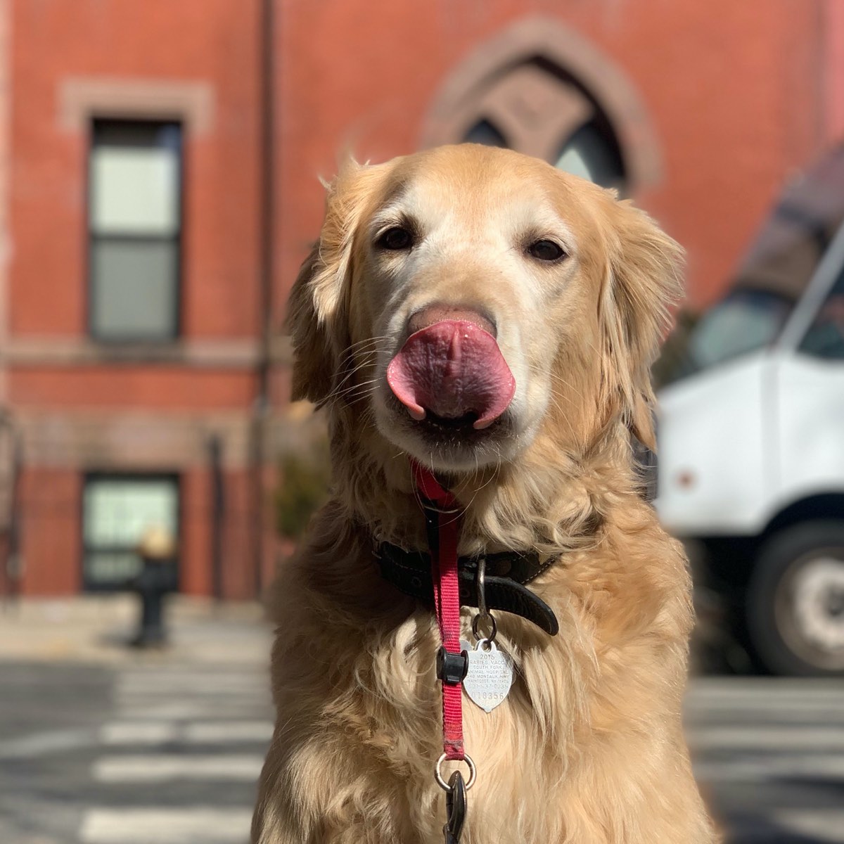golden retriever getting a treat
