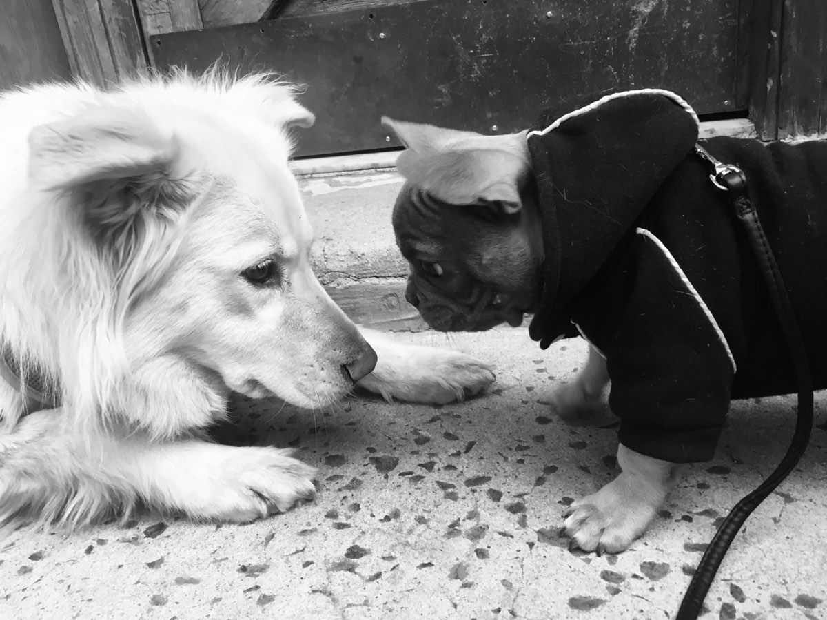 Large fluffy dog nose to nose with a French bulldog puppy in a hoodie, black and white