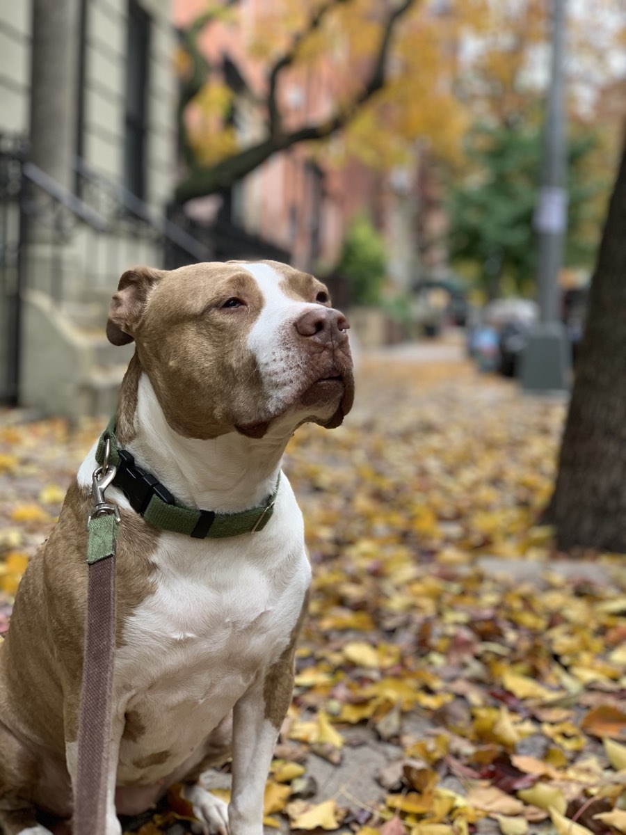Pit bull standing in autumn leaves on a New York brownstone sidewalk