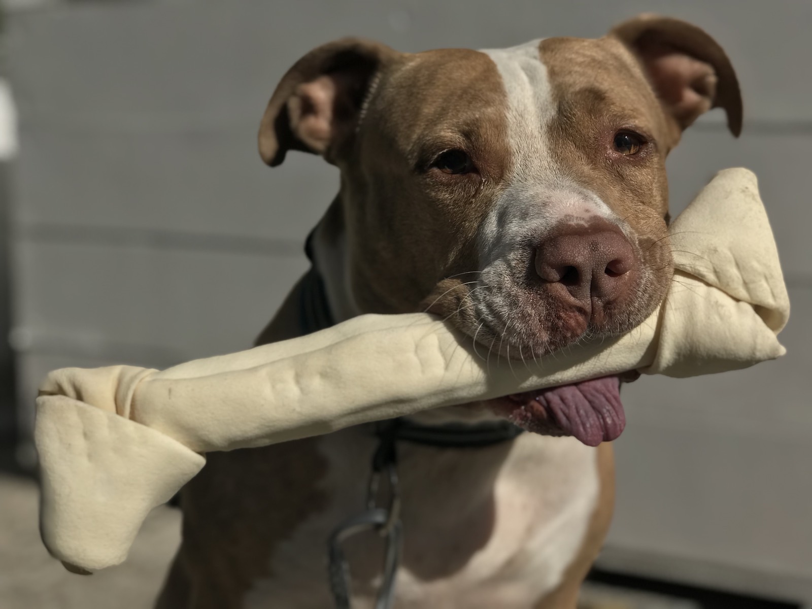 Pit bull proudly carrying an enormous rawhide bone