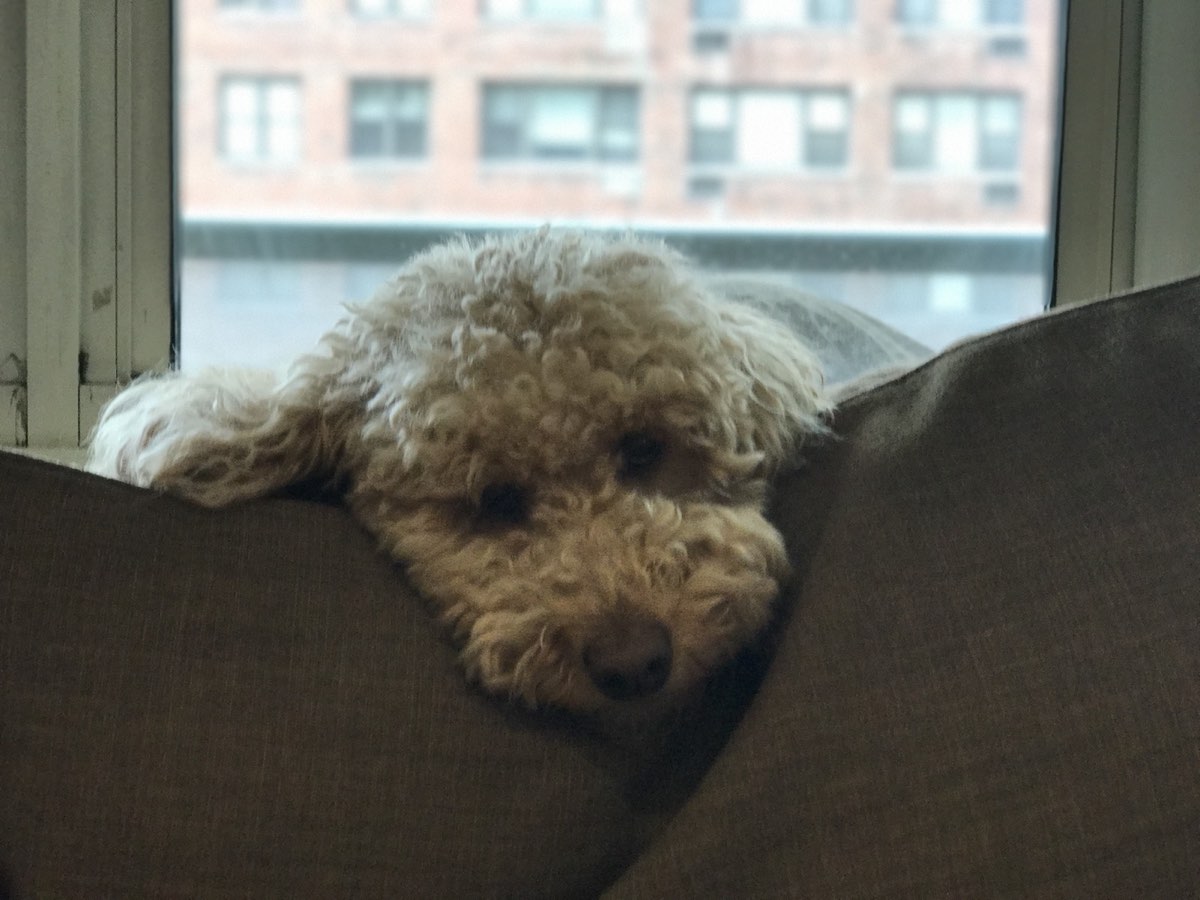 Cream-colored doodle lounging on a couch by a window