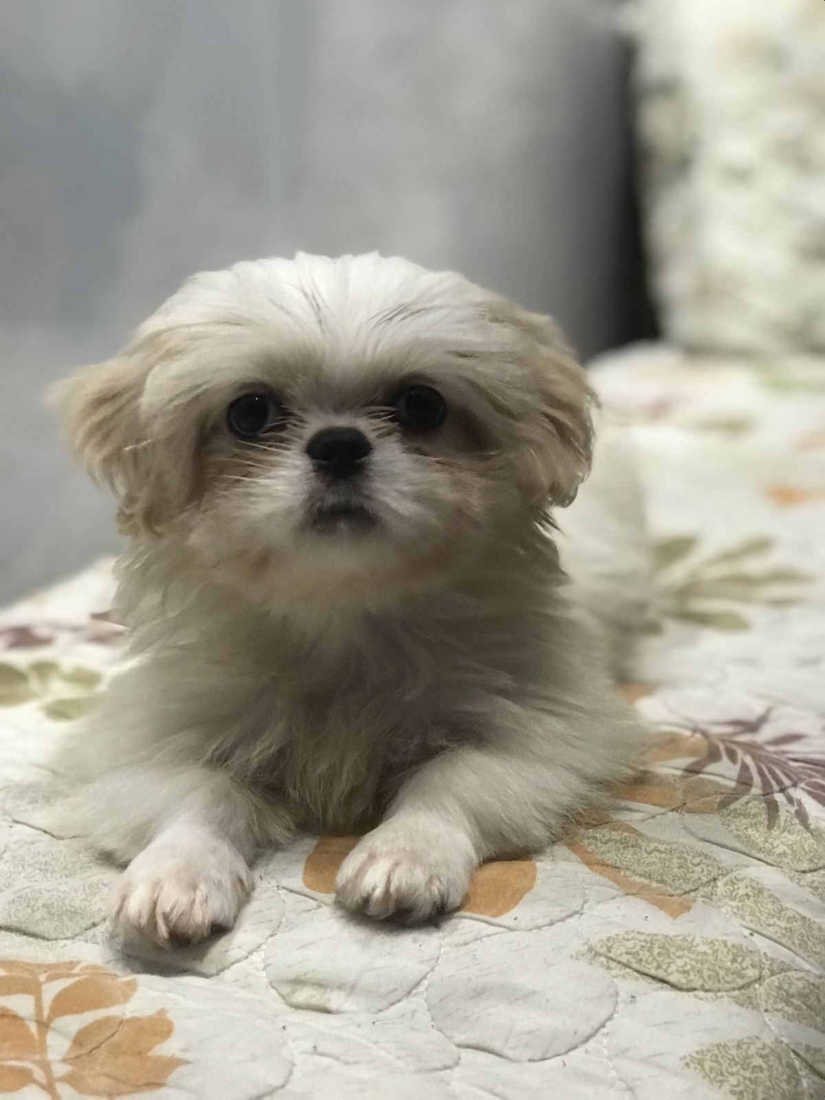Tiny shih tzu puppy sitting on a quilt
