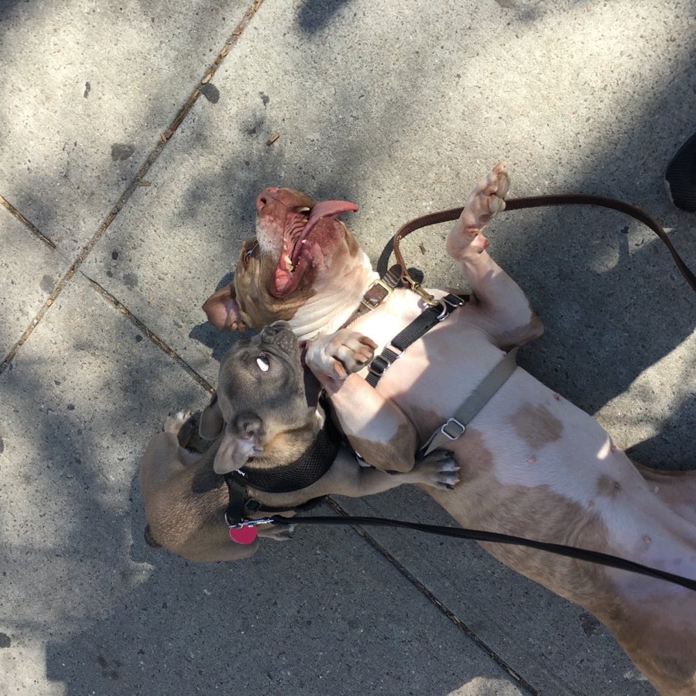 Two pit bulls wrestling playfully, seen from above